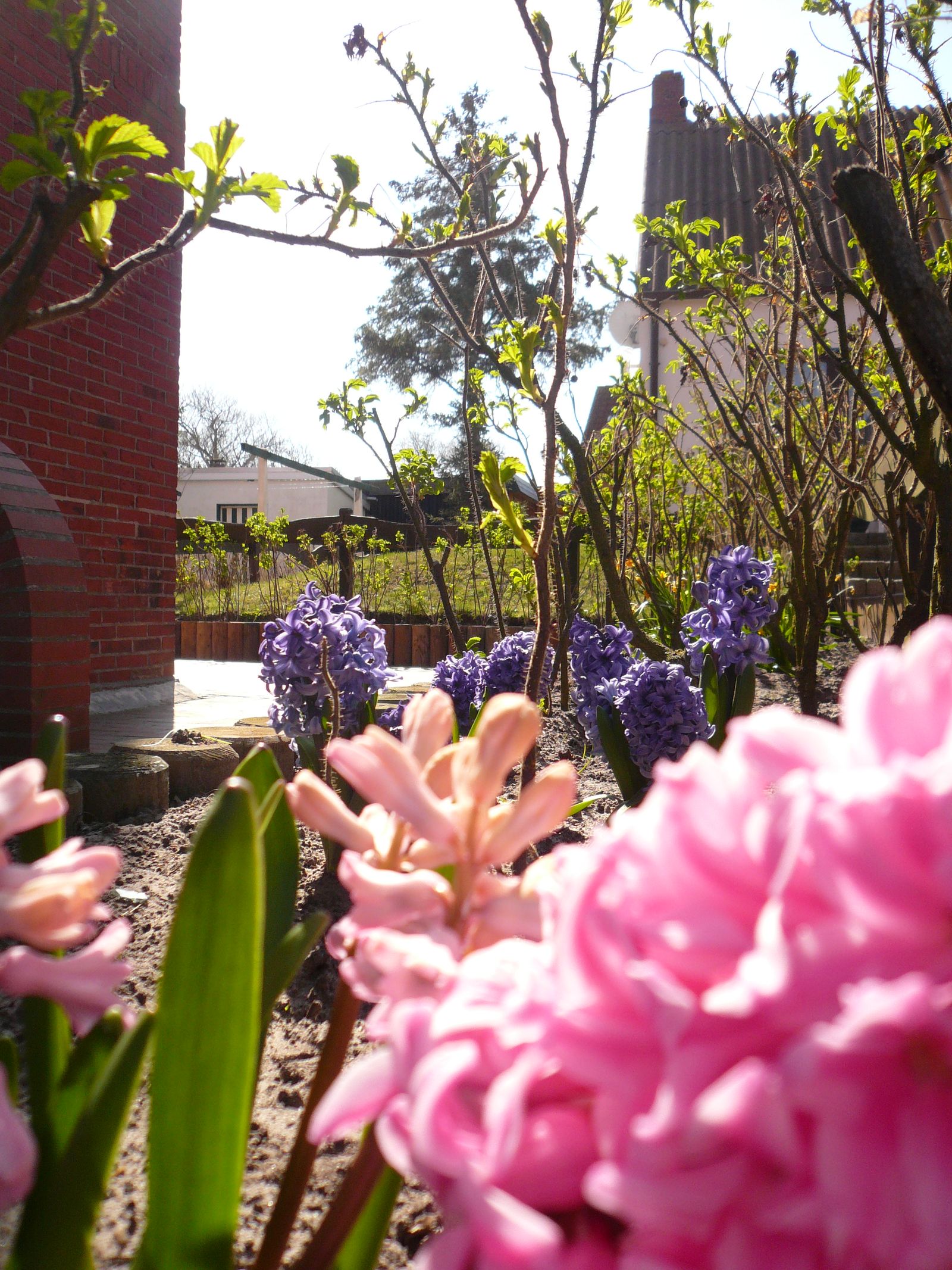 Lente in de tuin