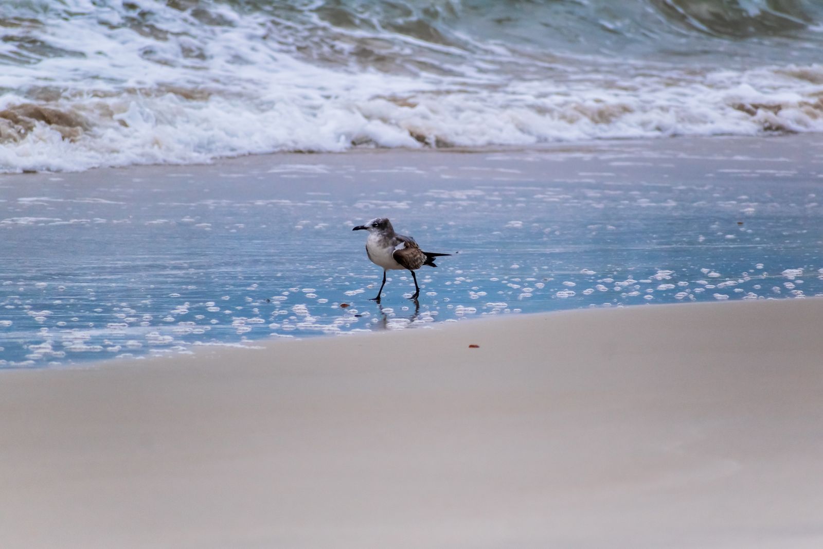 Möwe am Strand